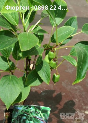 Киви Actinidia arguta Issai - МИНИ КИВИ – малко познато и много вкусно!, снимка 7 - Разсади - 38164416