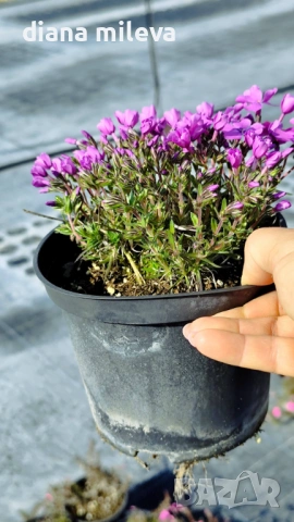 Флокс, Phlox sub. McDaniel`s Cushion, почвопокривен, многогодишен, студоустойчив, снимка 11 - Градински цветя и растения - 54127992