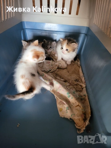 котета, снимка 2 - Други - 54312810