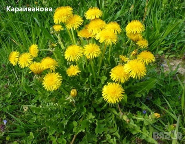 Мехлем мас и глухарче , снимка 7 - Домашни продукти - 53908316