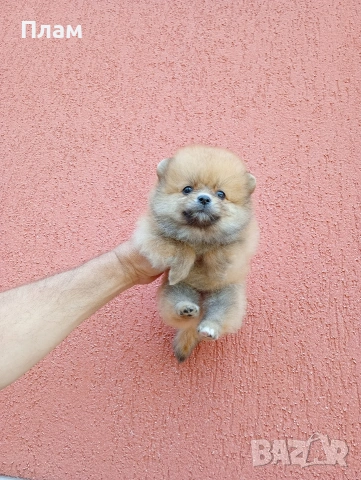 Померан. Момченце.Реални снимки от 29.04.2026 г.