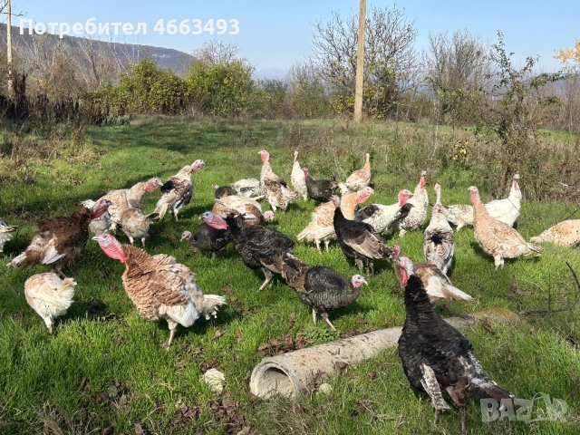 Предлагам домашни пуйки, снимка 3 - Кокошки и пуйки - 52577110
