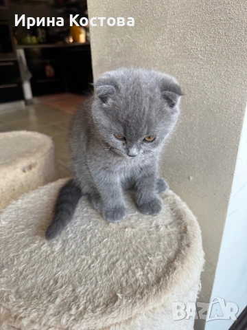 Малко игриво клепоухо шотландче, снимка 2 - Британска късокосместа - 53185202