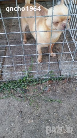 чихуахуа , снимка 5 - Чихуахуа - 52797683