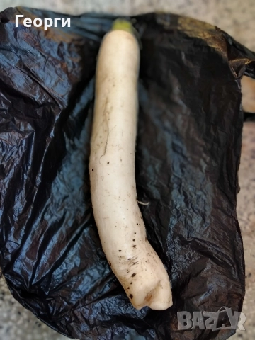 Продавам японска ряпа Дайкон, снимка 2 - Домашни продукти - 52410882