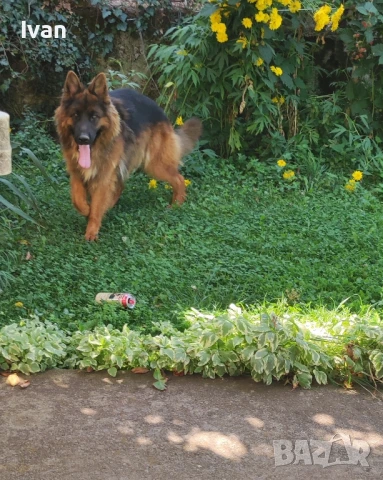 Старонемска овчарка за разплод .