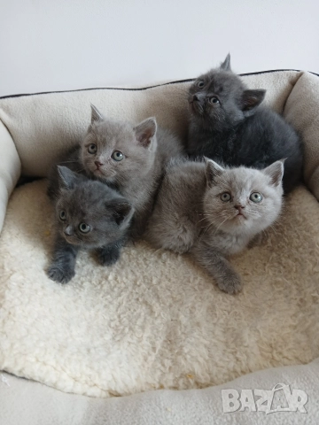 Британски Котета , снимка 2 - Британска късокосместа - 52850556