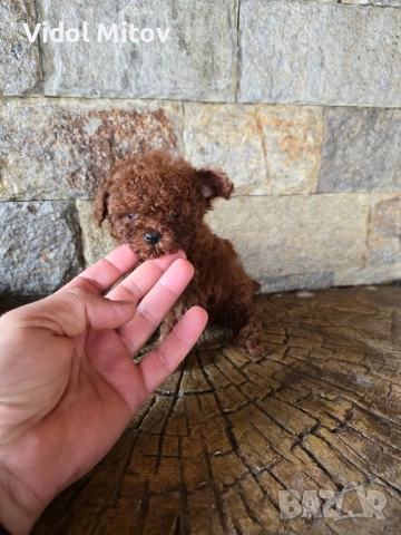 Тийкъп Пудел момче 