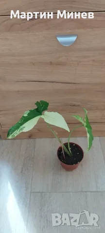 Сингониум (Syngonium) «Imperial White» 