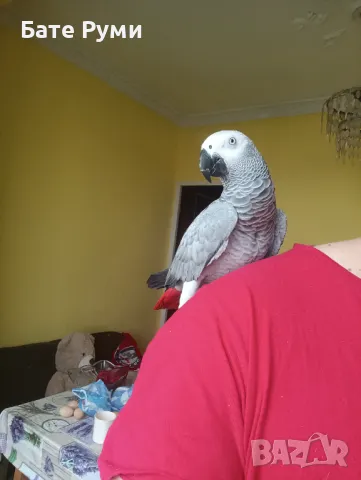 Папагал Жако, снимка 3 - Папагали - 50418251
