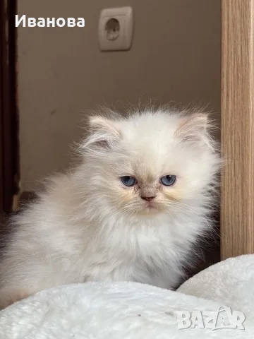 Персийско коте. , снимка 4 - Персийска - 56153471