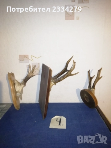 Рога, ловна сбирщина от 70-80те години, снимка 10 - Колекции - 52583206