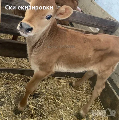 Продавам теле порода Джерсе на 3 месеца