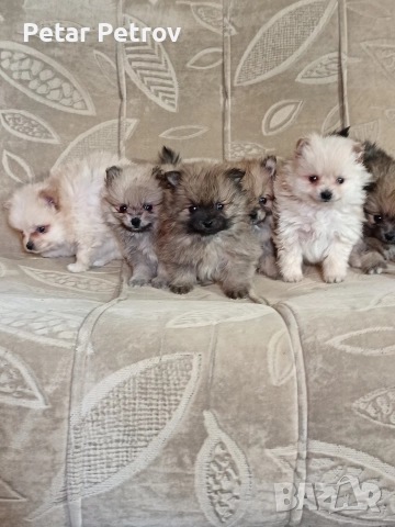 Мини шпиц , снимка 18 - Шпиц - 52816516