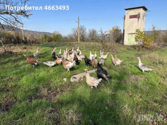 Предлагам домашни пуйки, снимка 2 - Кокошки и пуйки - 52577110