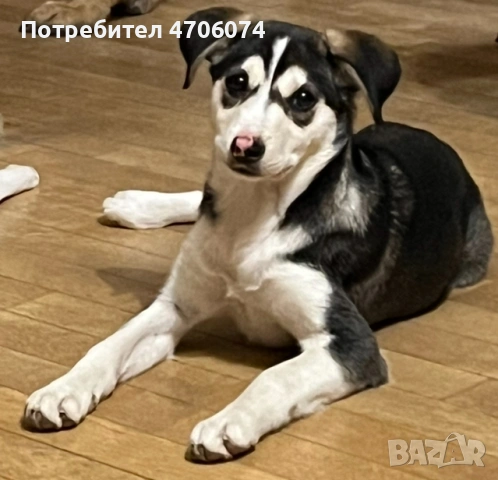 Подарявам женски кученца обезпаразитени, ваксинирани с паспорти, снимка 3 - Други - 53064372