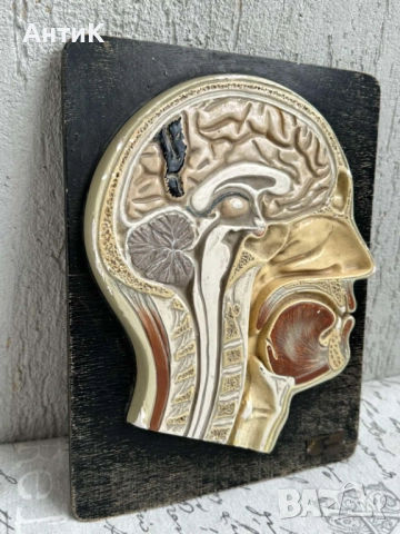 Соц Анатомичен Модел на Човешки Череп, снимка 4 - Антикварни и старинни предмети - 51677598