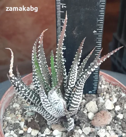 Хавортия (Haworthia fasciata), сукулентно растение