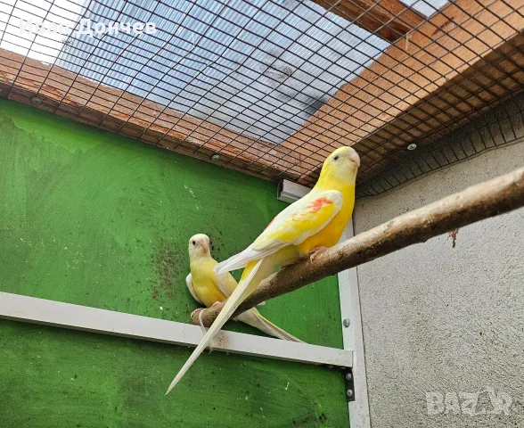Двойка Пойни папагали  , снимка 2 - Папагали - 56403275
