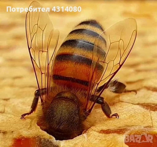 Натурален пчелен мед!!!!, снимка 5 - Пчелни продукти - 51655444