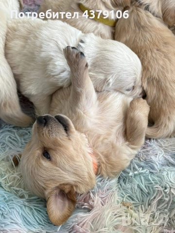 Голдън ретривър  момченце родословен баща, снимка 9 - Голдън ретривър - 53006041