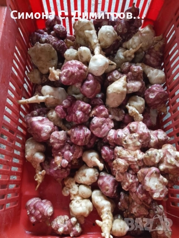 Продавам земна ябълка , снимка 3 - Други - 52562040