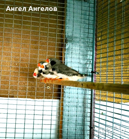 зеброви амадини , снимка 4 - Амадини - 53275693