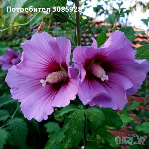 👌👌👌 Hibiscus syriacus, наричан роза на Шарон 