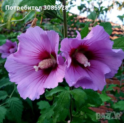 👌👌👌 Hibiscus syriacus, наричан роза на Шарон , снимка 2 - Разсади - 37402411