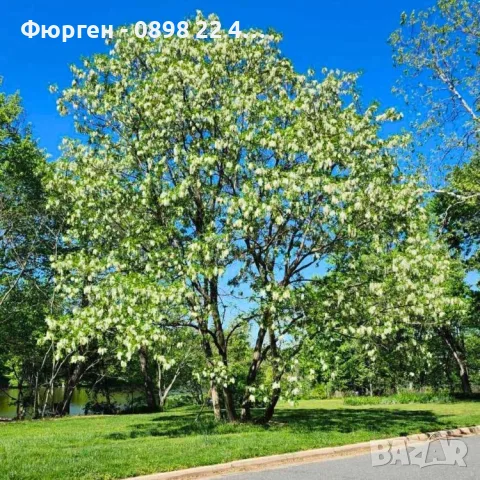 Акация - Налични 2 цвята, снимка 10 - Разсади - 43201691