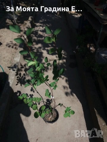 Амеланхиер разсад , снимка 5 - Разсади - 52529838