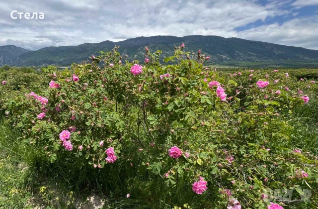 Насаждения маслодайна роза 65 дка с техника /готов бизнес /, снимка 3 - Земеделска земя - 51855898