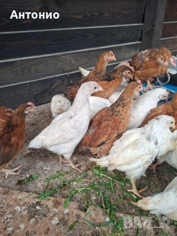 селски пилета 