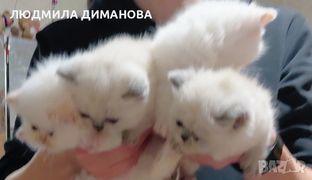 Персийски и екзотични със сини очи. , снимка 4 - Персийска - 52691380