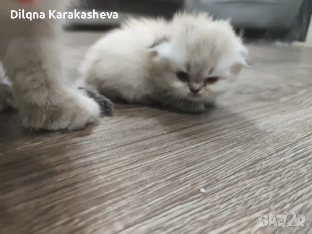 Британски и шотландски клепоухи и правоухи , снимка 3 - Британска късокосместа - 55977031