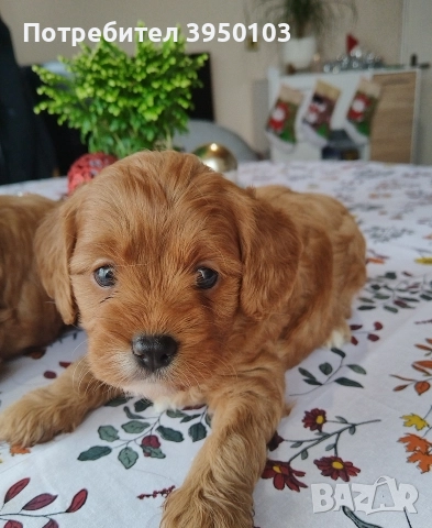 Кавапу/Мини пудел, снимка 3 - Кавалер кинг чарлз шпаньол - 52583181