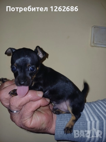 Продавам мини пинчер