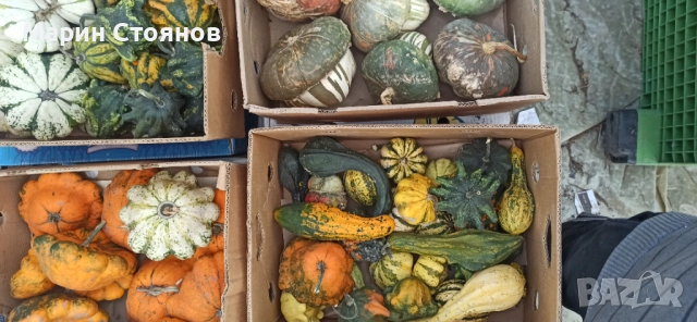 Тикви за декорация, снимка 7 - Градински цветя и растения - 52455847