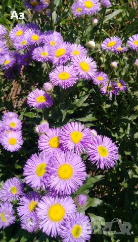 Продавам семена  на градинска синя Маргарита (реколта 2025 г), снимка 10 - Разсади - 37323278