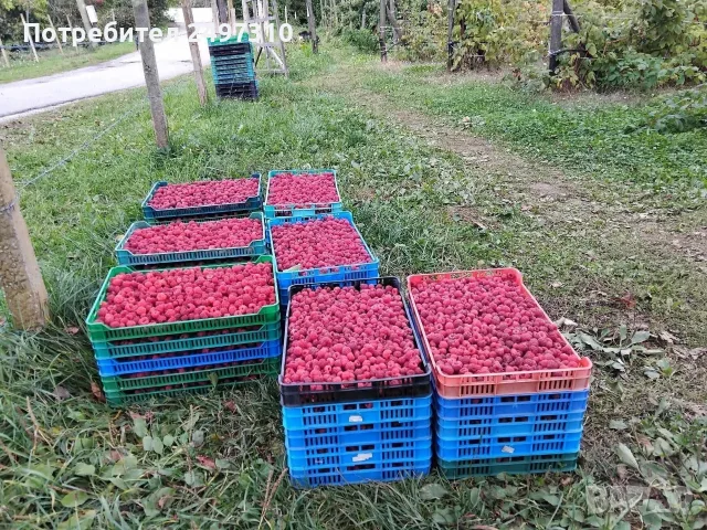 продавам разсад малини , снимка 4 - Разсади - 56457743