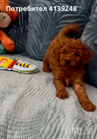 Чистокръвно женско мини пуделче, снимка 9 - Пудели - 52821868