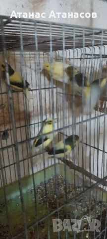 Канари ,Орфей ", снимка 2 - Канари - 52792339