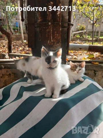 Подарявам 4 котета на 2 месеца, снимка 3 - Други - 52406490