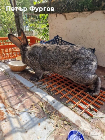 Продавам мъжки  заек, снимка 2 - Други - 54358076