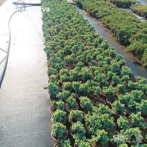 Juniperus squamata 'Blue Star', Хвойна Синя Звезда, снимка 9 - Градински цветя и растения - 39479257