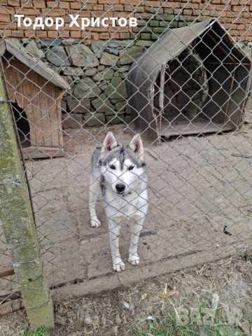 Разменям женско куче хъси