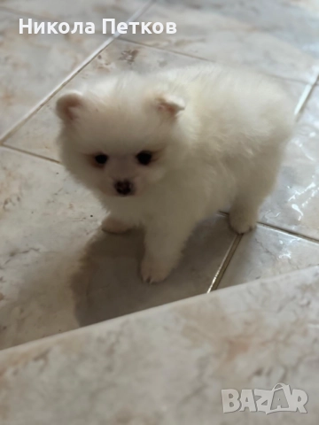 Померан мини , снимка 4 - Померан - 52619326