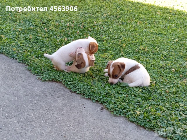 Джак ръсел териер, снимка 1