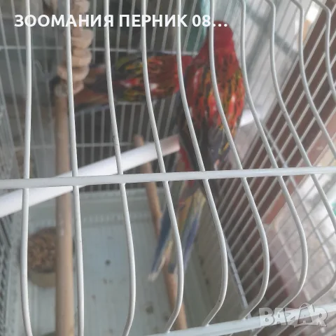 розела червена мъжка и женска 