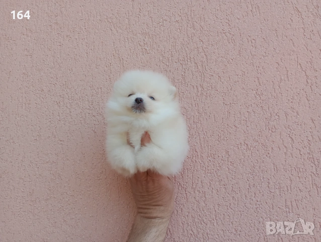 Померани. Реални снимки от 19.04.26 г. , снимка 8 - Померан - 54219294